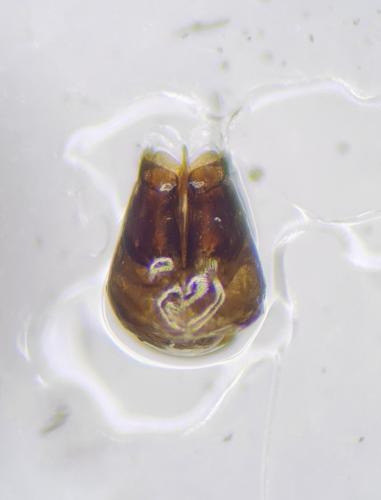 Réf. 301 729 : Chrysura laevigata